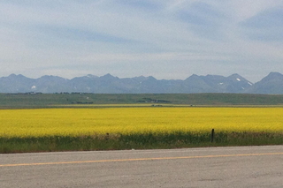 A landscape with a rapeseed field in the foreground and the Rocky Mountains in the distance.