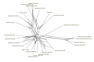 NeighborNet for Voynich manuscript